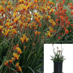 Anigozanthus Bush Pearl 1Gallon Kangaroo Paw Plant Cats Perennials Outdoor Live Plant Ho7