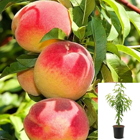 Peach Red Baron 5 Gallon Plant Prunus Persica Fruit Tree Live Plant Ho7