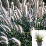 Pennisetum Alop Moudry 1Gallon Plant Black Fountain Grass Chinese Outdoor Live Plant Gr7