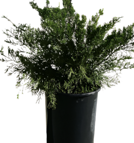 Juniperus Chinensis Pro Greenmound 5Gallon Chinese Juniper Plant Shrub Outdoor Live Plant Ho7