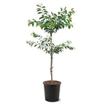 Fruit Cherry Stella 5Gallon Plant Prunus Avium Dark Red Sweet Outdoor Tree Live Plant P