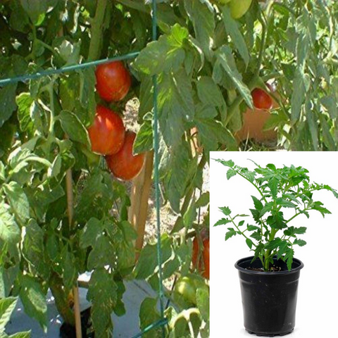 Tomato Better Boy Medium Size Fruit Tomatoes Plant Solanum Lycopersicum Red 4Inches Pot Gif Live Plant Lycopersi