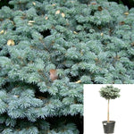 Picea Pungens Globosa Patio 5Gallon Plant Spruce Colorado Blue Spruces Glauca Live Plant Gg7