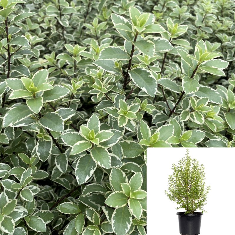 Pittosporum Tenuifolium Patio 5Gallon Plant Kohuhu Plant Pittosporum P ...