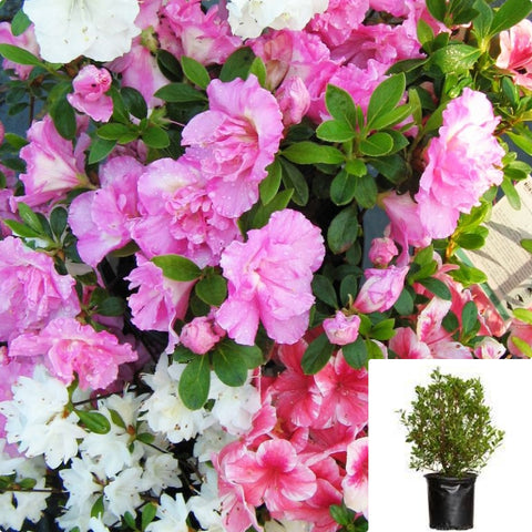 Azalea Encore Assorted 5Gallon Plant Moonlight Flower Live Plant Gr7