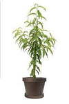 Fruit Peach Elberta 5Gallon Plant Prunus Persica Outdoor Tree Live Plant Frho7A