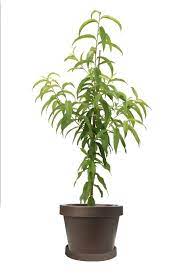 Fruit Peach Elberta 5Gallon Plant Prunus Persica Outdoor Tree Live Plant Frho7A