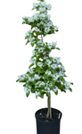 Chionanthus Retusus 5Gallon Chinese Fringetree Gr7 Fringe Tree White Bloom Shrub Live Plant