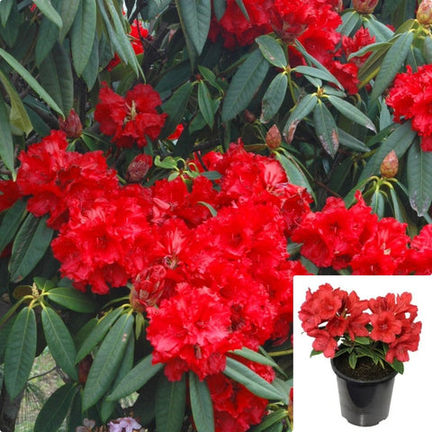 Rhododendron Taurus 2Gallon Plant Percy Wiseman Yakushimanum Flower Live Plant Gr7