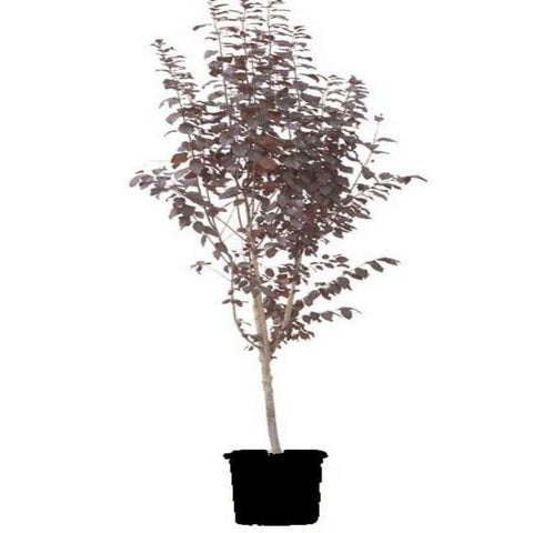 Prunus Krauter Vesuvius Lo 5Gallon Cerasifera Cherry Plum Live Plant Outdoor Fr7