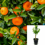 Citrus Mandarin Tango Standard Tree 2Gallon Reticulata Live Plant