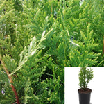 Thuja Plicata Green Giant 1Gallon Plant Green Giant Arborvitae Plant Arborvitae Plant Western Red Cedar Tree Live Plant Mr7