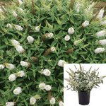 Buddleia Lo White 5 Gallon Behold Ice Chip Butterfly Bush Live Plant Gr7