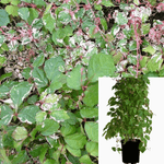 Boston Ivy Parthenocissus Tricuspidata 1 Gallon Vine Grape Japanese Live Plant Ht7