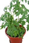 Tomato Beefsteak Starter 1 Gallon Plant Beef Red Live Plant