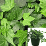 Ivy Green Ripple 1 Gallon Pot Glacier Plant Hedera Helix Common English ht7