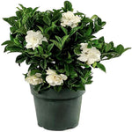 Gardenia Fe Double Mint 3Gallon Pot Double Mint Gardenia Live Plant Outdoor Ho7