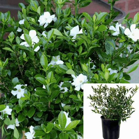 Gardenia Radicans Plant Miniature White 1Gallon Full Live Plant Fr7
