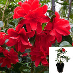 Camellia Freedom Bell 5Gallon Plant Hybrid Flower Live Plant Fr7