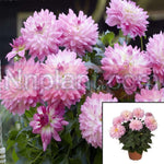 Dahlia Hypnotica Electric Pink 1Gallon Bicolor Plant Grandalia Series Live Plant Outdoor Pr7