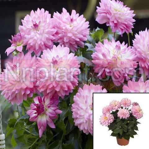 Dahlia Hypnotica Electric Pink 1Gallon Bicolor Plant Grandalia Series Live Plant Outdoor Pr7