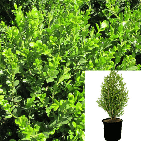 Buxus Microphylla Japanese Green Beauty 1Gallon Microphyllus Japonica Live Plant Ho7