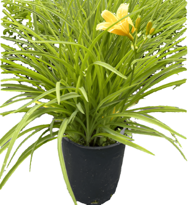 Hemerocallis Doubletalk 1Gallon Yellow Daylily Double Plant Perennials Outdoor Live Plant Mr7