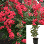 Lag Shrub Dwarf Red 5Gallon Lager Indica Multi Crape Myrtle Dawf Fr7 Live Plant