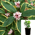 Daphne Odora Marginata 2Gallon Pot Variegated Fragrant Live Plant Outdoor Ho7