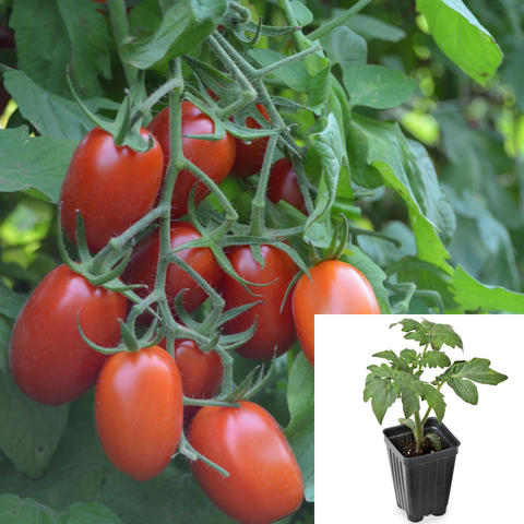 Tomato Juliet Plant 4Inches Pot Grape Mini Salad Lycopersicon Esculentum Live Plant Ht