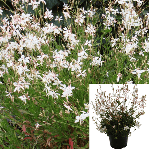 Gaura Lindheimeri Sparkle White 1Gallon Plant Flower Outdoor Live Plant Mr7