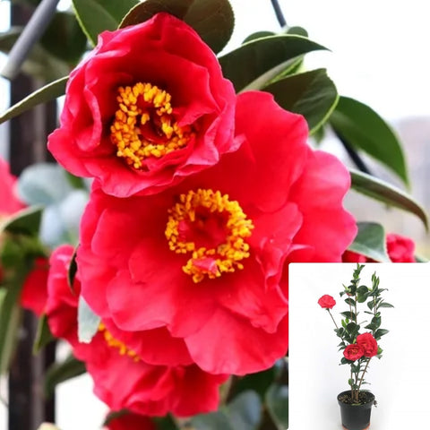 Camellia Japonica Bob Hope 5Gallon Plant Japanese Camellia Plant Camellia Flower Live Plant Gg7