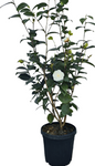 Camellia Sasanqua Setsugekka 3Gallon Live Plant Gr7Ho7