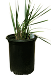 Leymus Canyon Prince 1Gallon Condensatus Plant Gian Wild Rye Live Plant Outdoor Fgr7