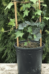Hedera Canariensis Staked Plant Algerian Ivy 1 Gallon Live Plant Ht7 Mr7 Groundcovering Wall Covering Ivy Ht7