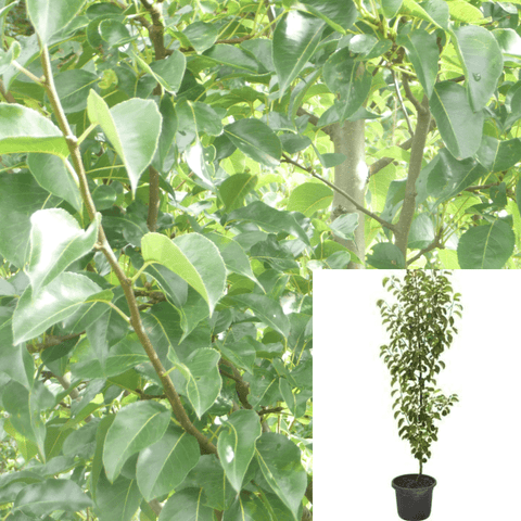 Pyrus Chanticleer 5Gallon Calleryana Pear Live Plant Outdoor Fr7