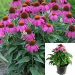 Echinacea Pow Wow Berry 1Gallon Plant Purp Wild Cone Pink Flower Gr7