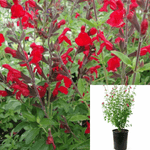 Salvia Greggii Red 5Gallon Autumn Sage Plant Furmans Live Plant Frgr7