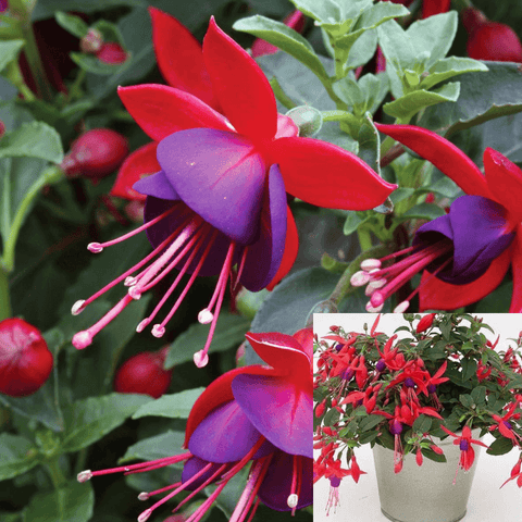 Fuchsia Red Purple Halene Bons 1 Gallon Ht7 Yroo Fuchsia Magellanica Fuchsia Mage Plant 1 2Ft Tall Flower Live Plant