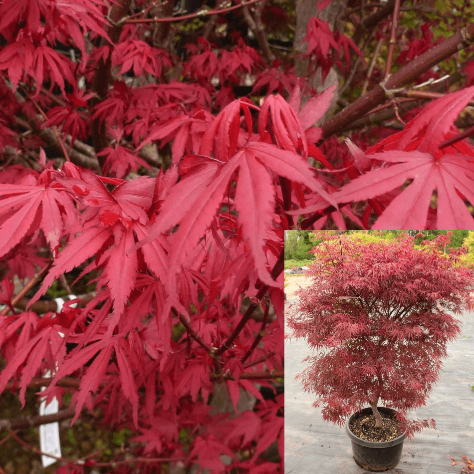 Acer Palmatum Red Dragon 7Gallon Acer Palmatum Red Dragon Plant Red Dr ...