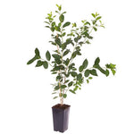 Cherry Bing 5Gallon Prunus Avium Dwarf Outdoor Fuit Tree Live Plant Ho7