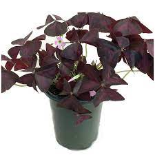 Shamrock Purple 4Inches Oxalis Triangularis Plant False Wood Sorrel Live Plant Ht7