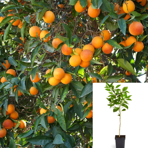 Citrus Sinensis Moro 5Gallon Plant Blood Orange Fruit Tree Live Plant Gg7Ht7