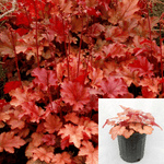 Heuchera Peach Flambe Plant Red Coral Bells 1Gallon Live Plant Outdoor Bush Gr7