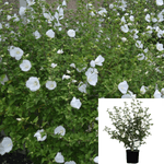 Hibiscus White Chiffon Plant Rose Of Sharon 1Gallon Live Plant Outdoor Flower Gr7