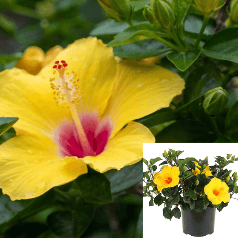 Hibiscus Yellow Plant Hardy 1Gallon Live Plant Outdoor Flower Gr7
