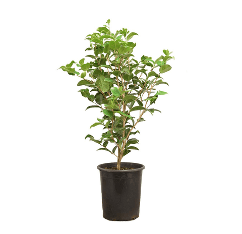 Peony Duchesse De Nemours 5 Gallon Alexander Fleming Plant Garden Flower Shrub Pink Peonies Outdoor Live Plant Fr7