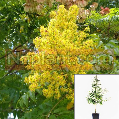 Koelreuteria Paniculata Plant Yellow Golden Rain Tree 5Gallon Live Plant Fr7