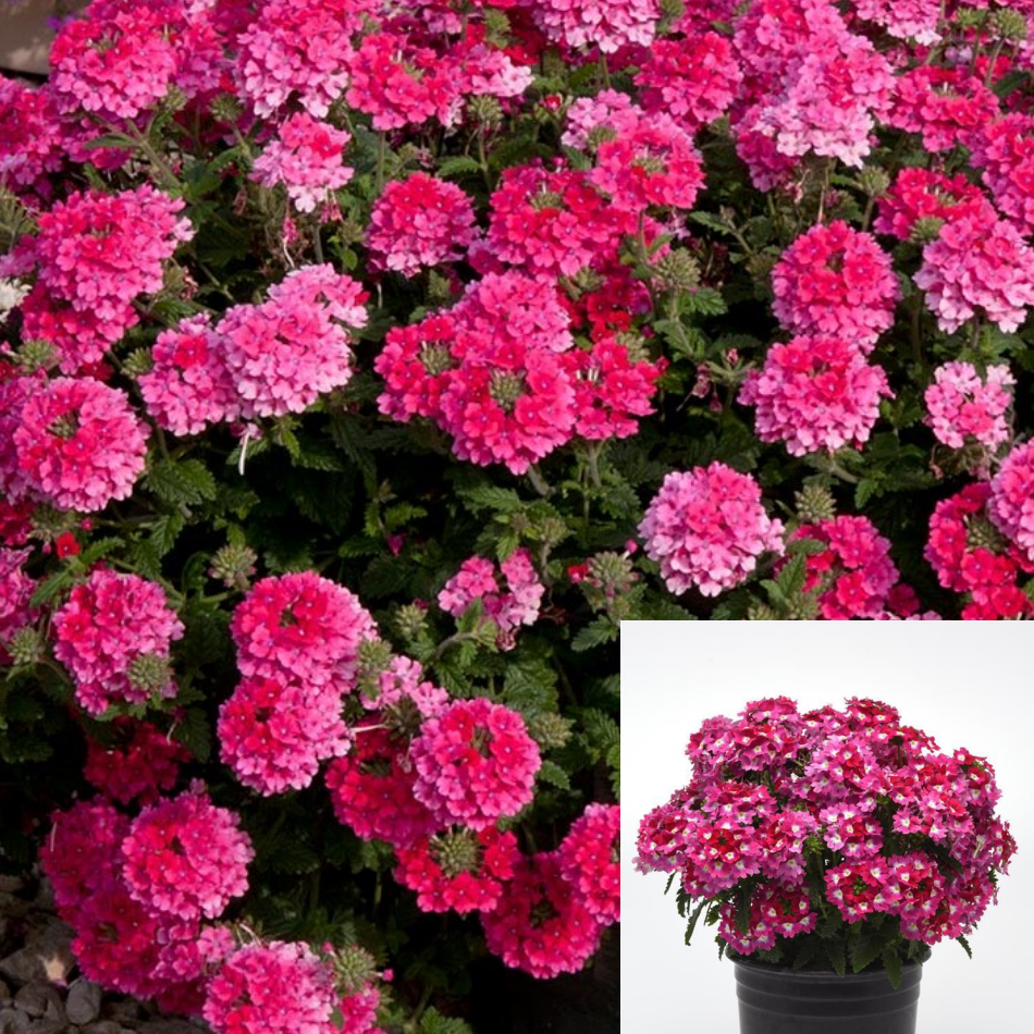 Verbena Peruviana Hot Pink Plant 12Packs Of 2Inches Pot Peruvian Verbe ...