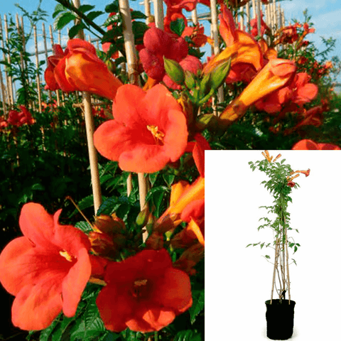 Campsis Madame Galen 5Gallon Tagliabuana Plant Trumpet Creeper Outdoor Live Plant Ho7